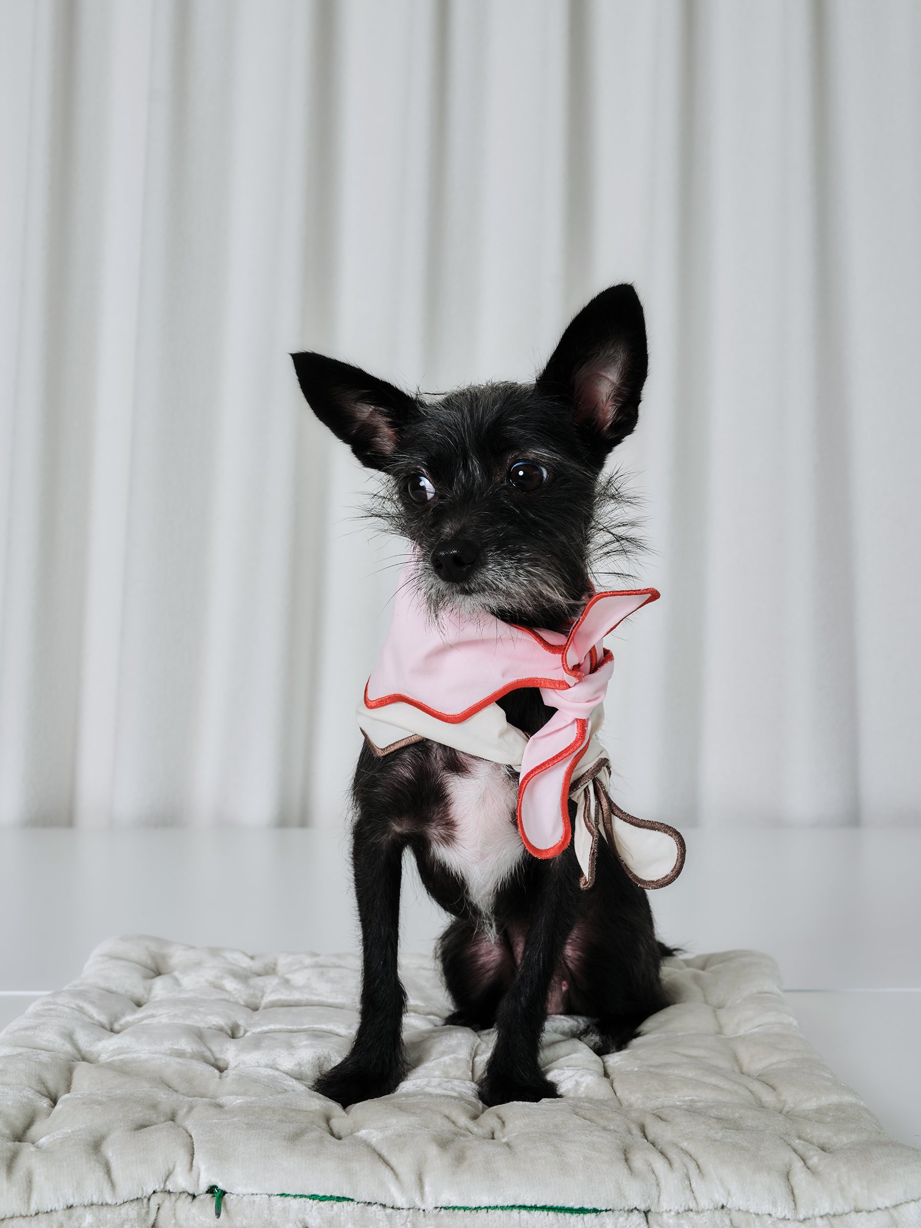 The Laguna Wave  Parent-pup Set