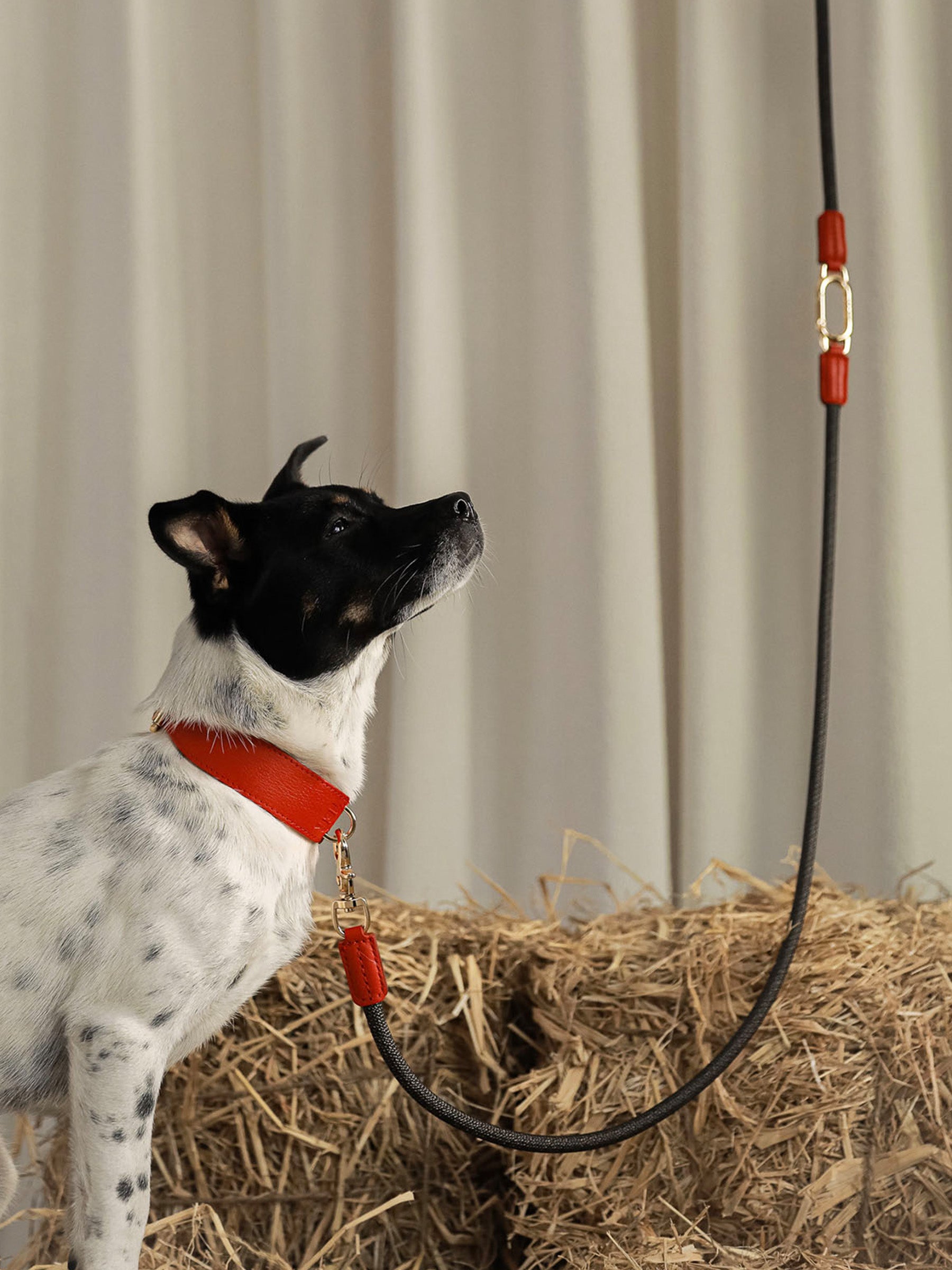 The Heritage leash