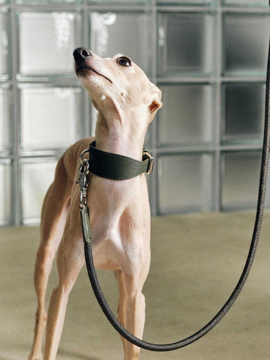 The Heritage leash