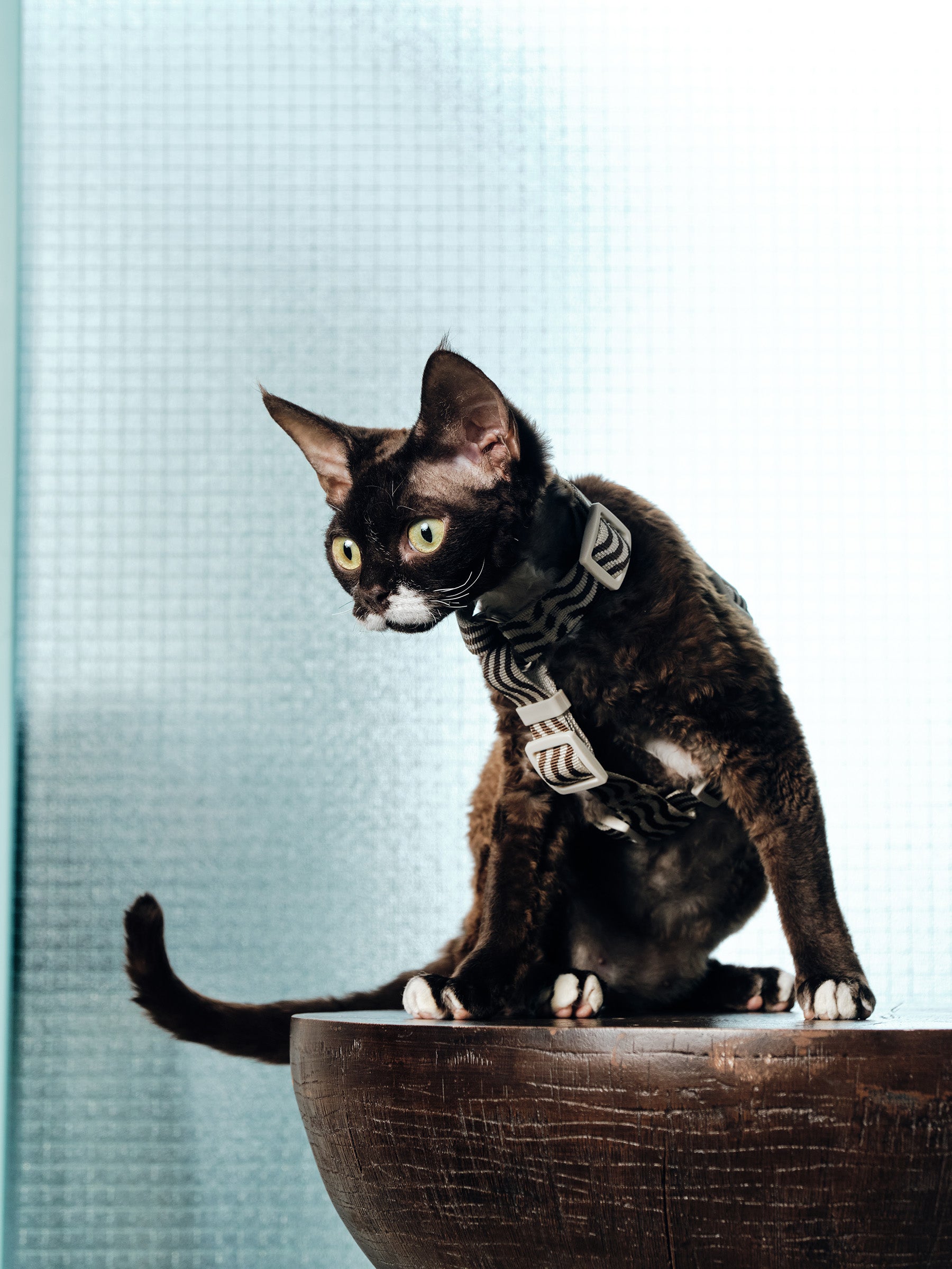 “The Laguna Wave” Harness