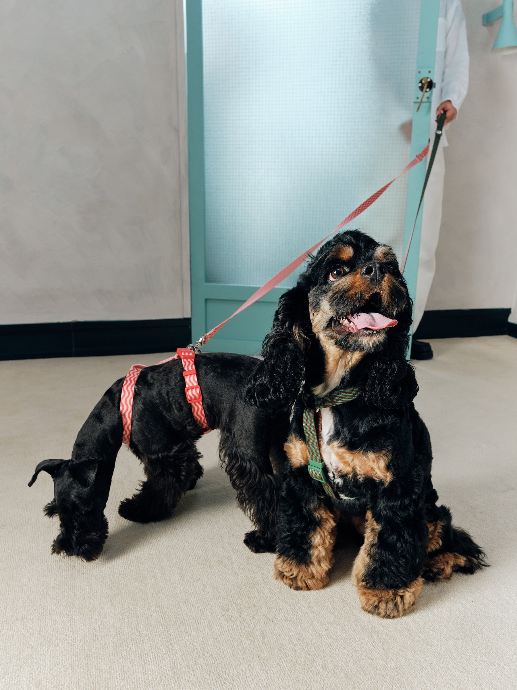 “The Laguna Wave” Harness
