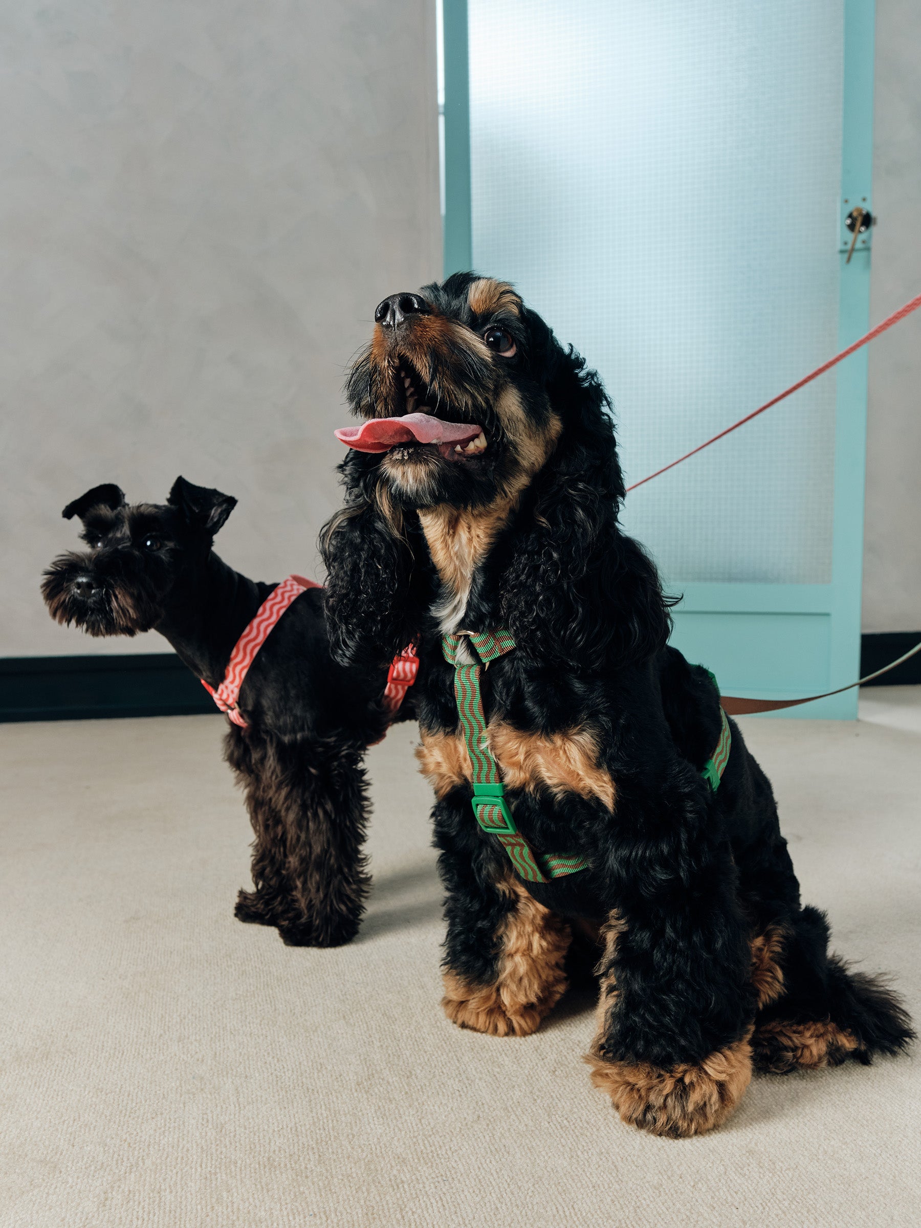 “The Laguna Wave” Harness
