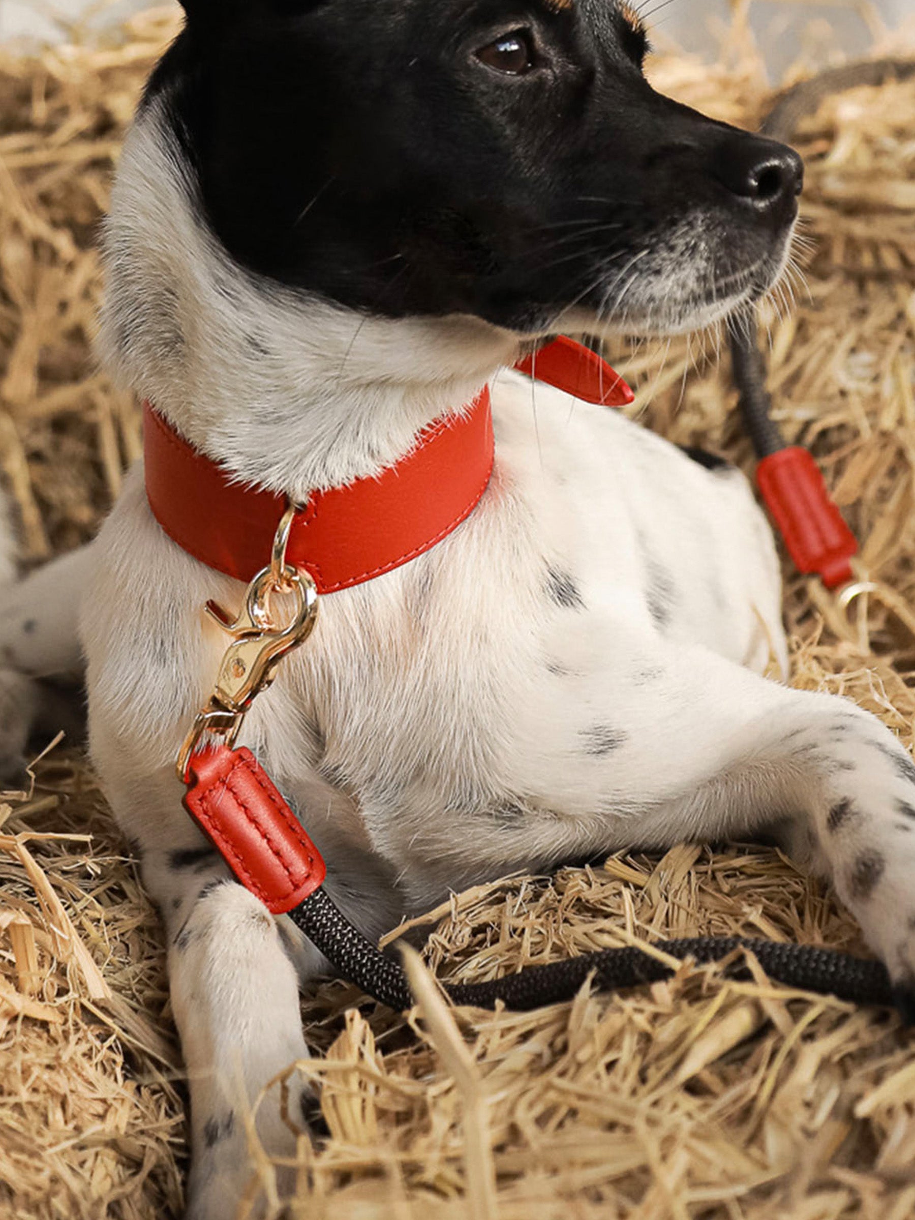 The Heritage leash