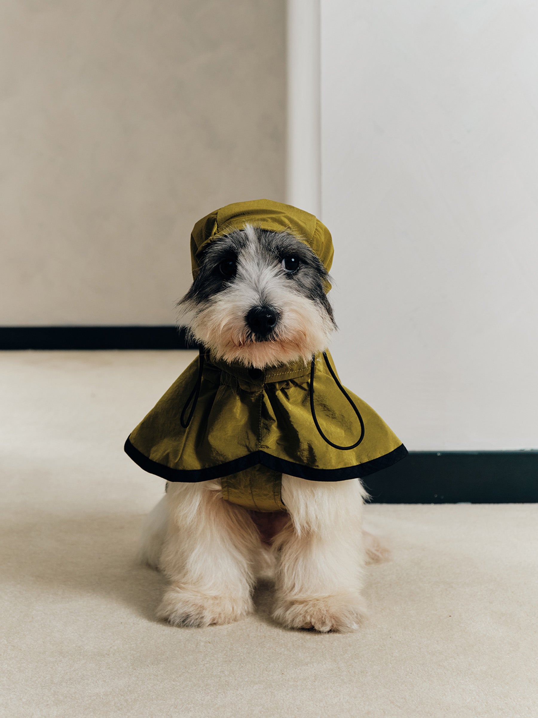 Paris in the rain
