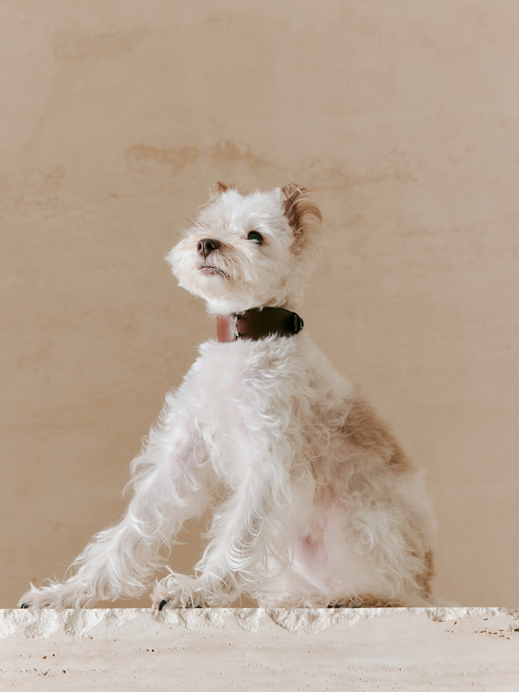 The Heritage Collar