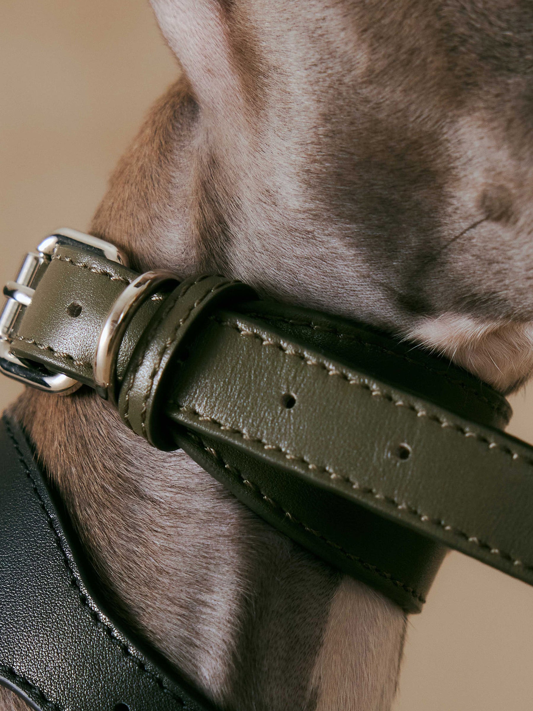 The Heritage Collar